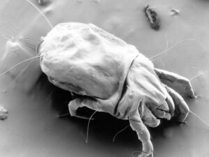 Duct Cleaning Removes Dust Mites